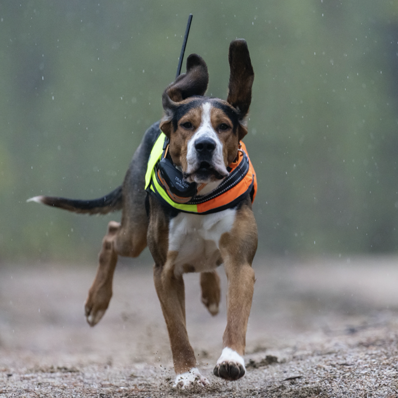 collier gps chien