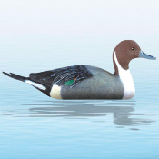 APPELANT CANARD PILET MALE SPORT PLAST 